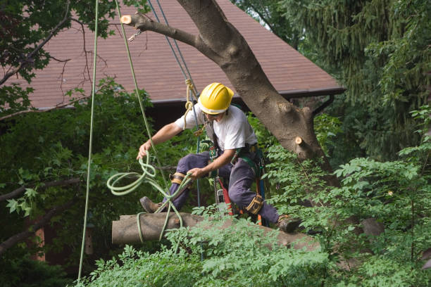 How Our Tree Care Process Works  in  Lafayette, TN